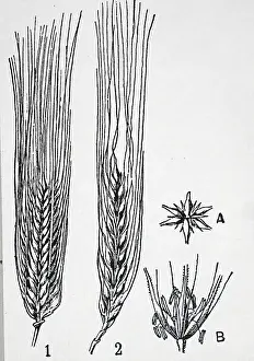 Rows: An engraving depicting 1: Ear of barley with six