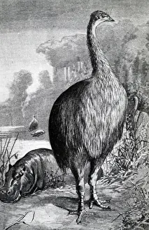 Exhibit: An engraving depicting a Aepyornis