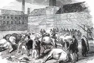 Drowned: Engraving depicting the aftermath of the flooding