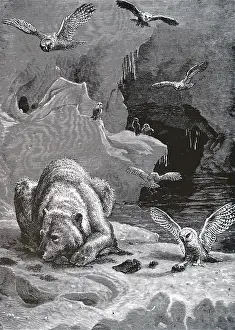 Owls: An engraving depicting an Arctic scene