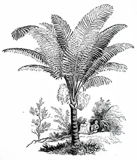 Pith: An engraving depicting Arenga pinnata