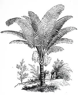 Include: An engraving depicting Arenga pinnata