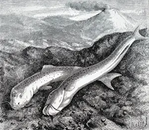 Colombia: An engraving depicting Astroblepus cyclopus