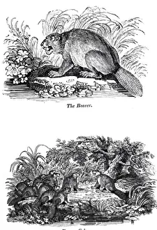 Beaver: An engraving depicting a beaver