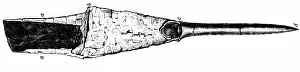 Geologist: An engraving depicting a Belemnitida