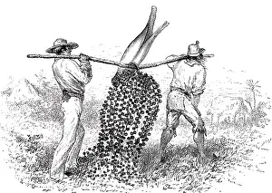 Botanising: An engraving depicting Botanising in Columbia:
