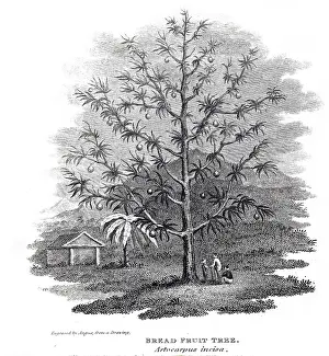 Otaheite: An engraving depicting Breadfruit tree from Otaheite