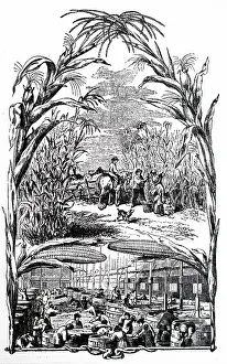 Paisley: An engraving depicting the Brown and Polson's