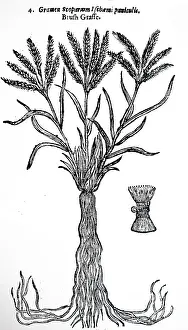 1640: An engraving depicting Brush Grass 1640