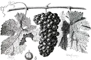 Grapes: An engraving depicting Cabernet Sauvignon, grapes. 1870