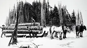 Sledges: An engraving depicting Canadian lumbermen loading