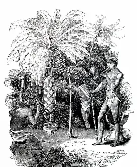Cassava: An engraving depicting Caribbean Indians preparing