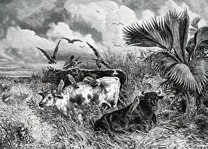 Llano: An engraving depicting cattle on the llano of Columbia