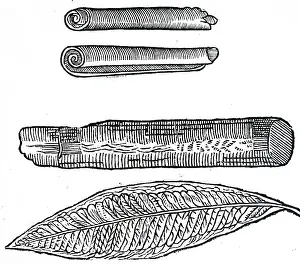 1640: An engraving depicting Cinnamon: 1640