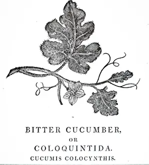 1810: An engraving depicting CITRULLUS COLOCYNTHIS (Bitter