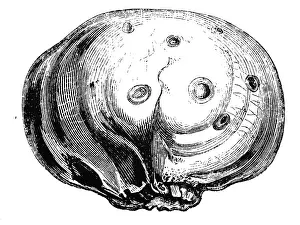 Eaten: An engraving depicting Cittaria Darwinii, an edible fungi