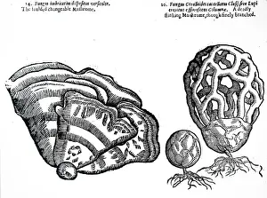 1640: An engraving depicting Clathrus ruber (right)