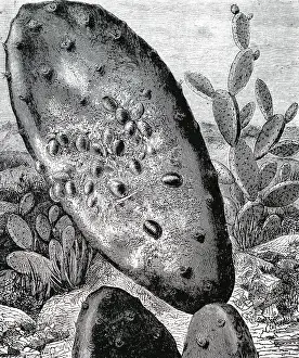 Cochineal: An engraving depicting Cochineal Beetles