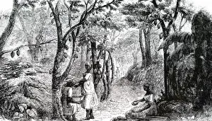 Confectionary: An engraving depicting the cocoa plantation on