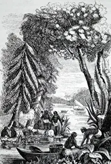 Latex: Engraving depicting the collection of gutta-percha