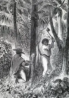 Para: Engraving depicting the collection of latex from