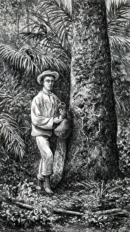 Para: Engraving depicting the collection of latex from