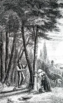 Medicines: An engraving depicting the collection of sap from