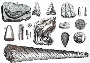 Fossils: An engraving depicting a collection of various