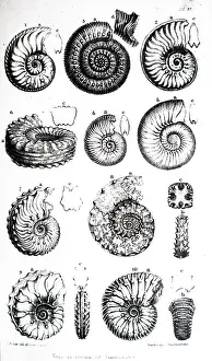 Cephalopoda: An engraving depicting a collection of various Ammonites
