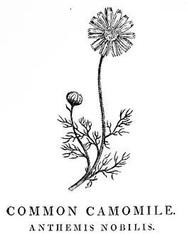 1810: An engraving depicting Common Camomile