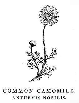 1810: An engraving depicting Common Camomile