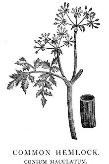 1810: An engraving depicting CONIUM MACULATUM: Hemlock