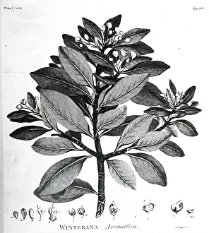 1783: An engraving depicting Cortex Winteranus or Magellanicus