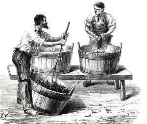Grapes: An engraving depicting the crushing of grapes
