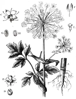 Culinary: An engraving depicting Culinary ANGELICA