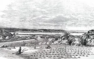 Arrowroot: An engraving depicting the cultivation of arrowroot