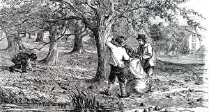 Cider: An engraving depicting Devonshire cider