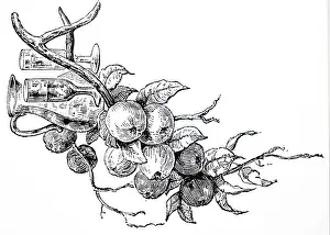 Cider: An engraving depicting Devonshire cider