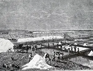 Digging: An engraving depicting the digging of salt from salt pans