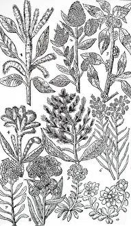 Stay: An engraving depicting DOCTRINE OF THE SIGNATURES