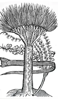1640: An engraving depicting Dracaena Draco: the Dragon Tree