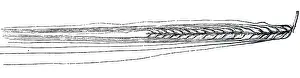 Crops: An engraving depicting an ear of Barley