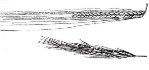 Crops: An engraving depicting an ear of Barley