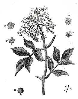 Piles: An engraving depicting Elder flower; which had