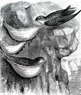 Swallow: An engraving depicting esculent swallow
