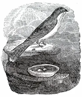 Considered: An engraving depicting esculent swallow