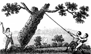 Firewood: Engraving depicting the felling of a tree