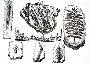Impressions: An engraving depicting Figured Stones