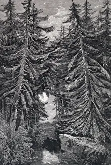 Leitch: An engraving depicting Fir trees