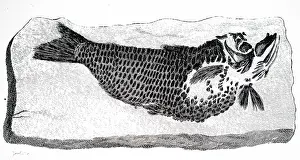 Recovered: An engraving depicting a fish fossil